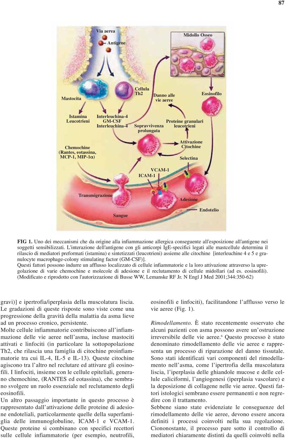 Uno dei meccanismi che da origine alla infiammazione allergica conseguente all'esposizione all'antigene nei soggetti sensibilizzati.