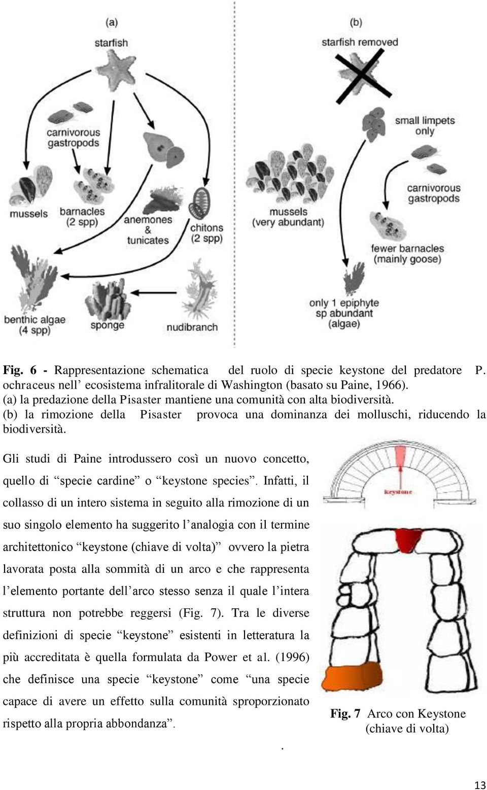 Gli studi di Paine introdussero così un nuovo concetto, quello di specie cardine o keystone species.