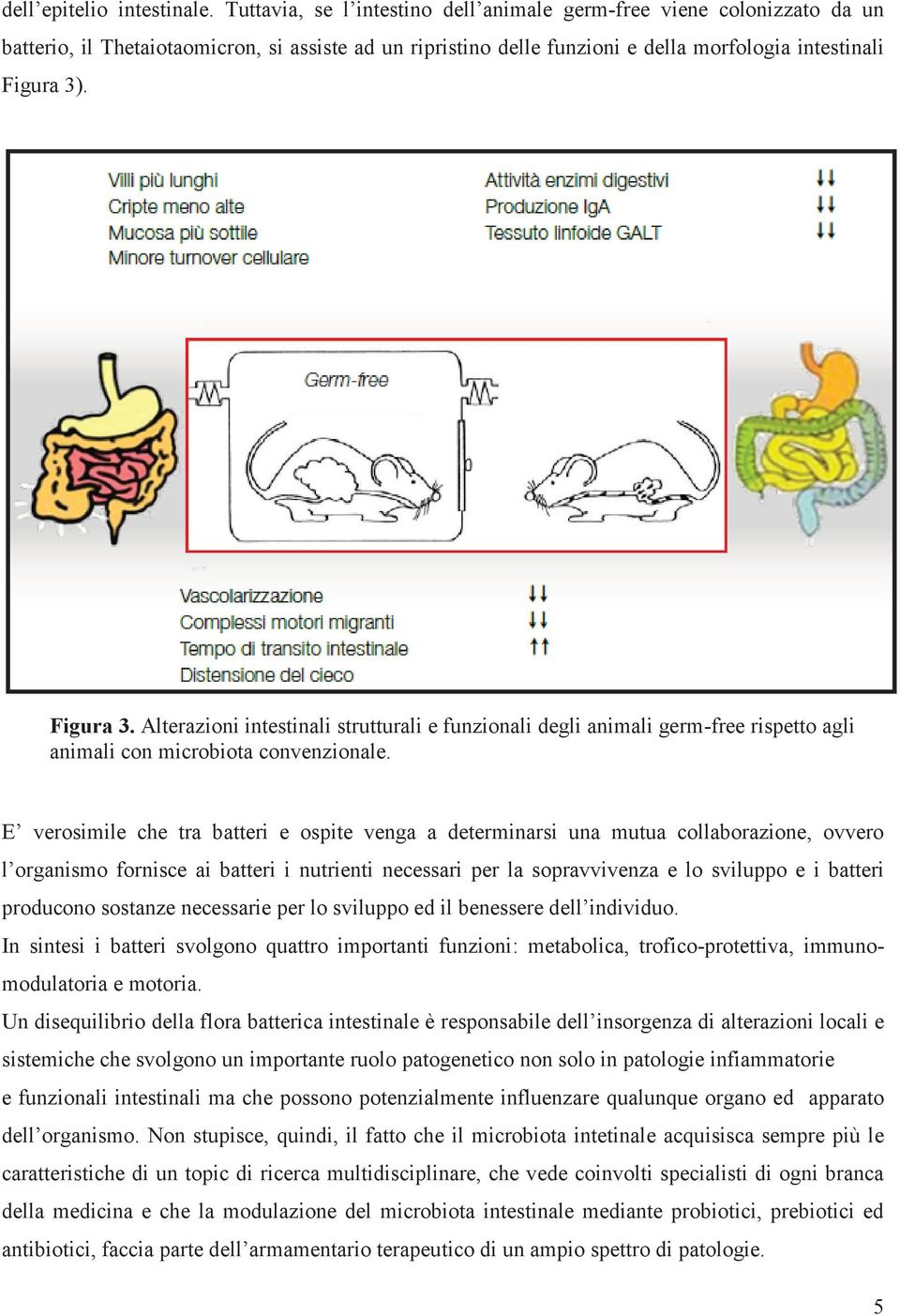 . Figura 3. Alterazioni intestinali strutturali e funzionali degli animali germ-free rispetto agli animali con microbiota convenzionale.