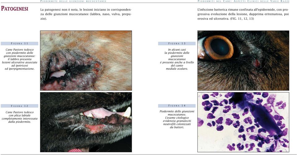 11, 12, 13) F IGURA 11 Cane Pastore tedesco con piodermite delle giunzioni mucocutanee: il labbro presenta lesioni ulcerative associate ad ipotricosi ed iperpigmentazione.