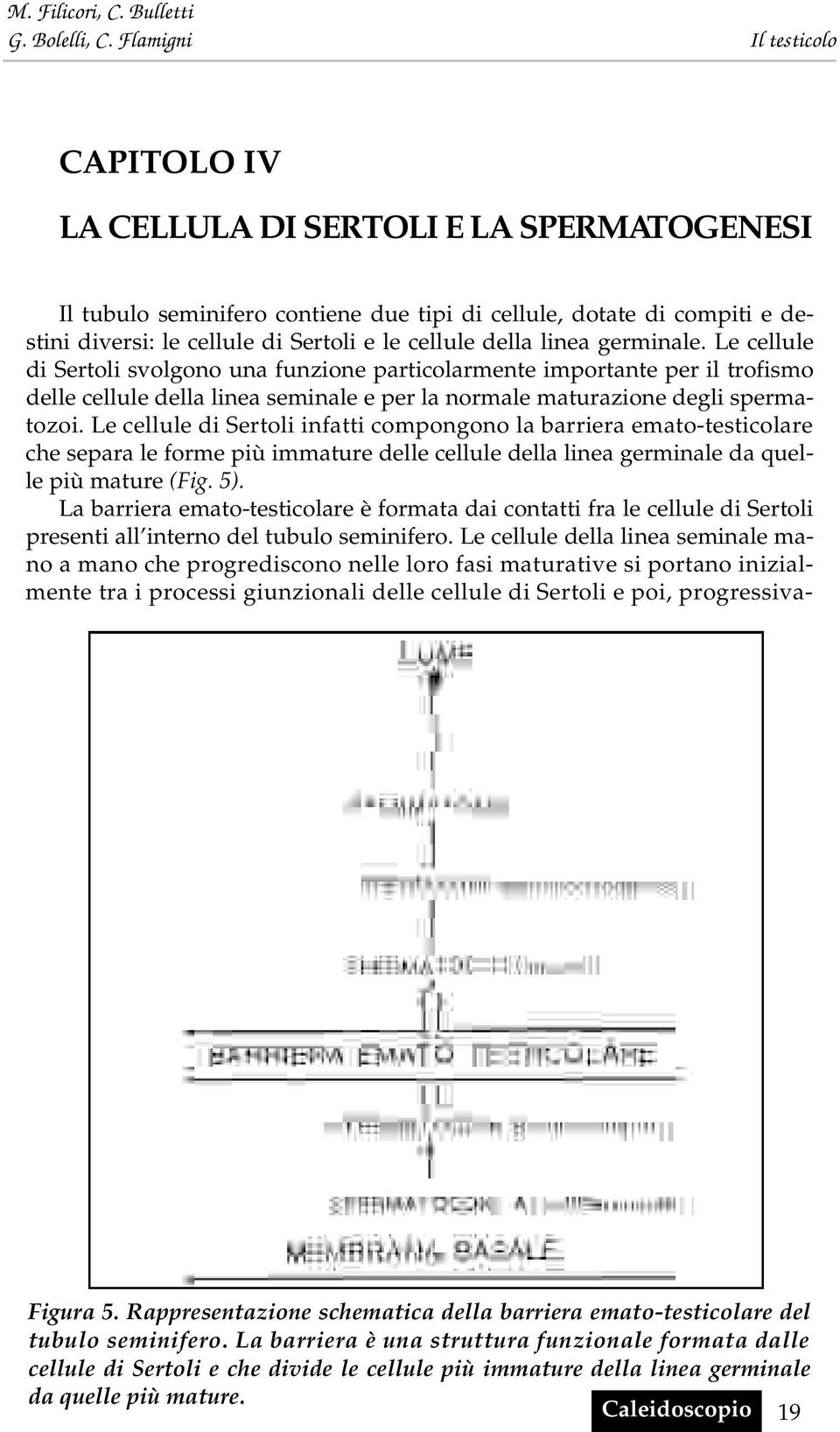 Le cellule di Sertoli infatti compongono la barriera emato-testicolare che separa le forme più immature delle cellule della linea germinale da quelle più mature (Fig. 5).