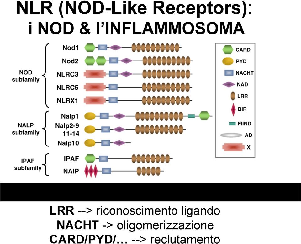 riconoscimento ligando NACHT ->