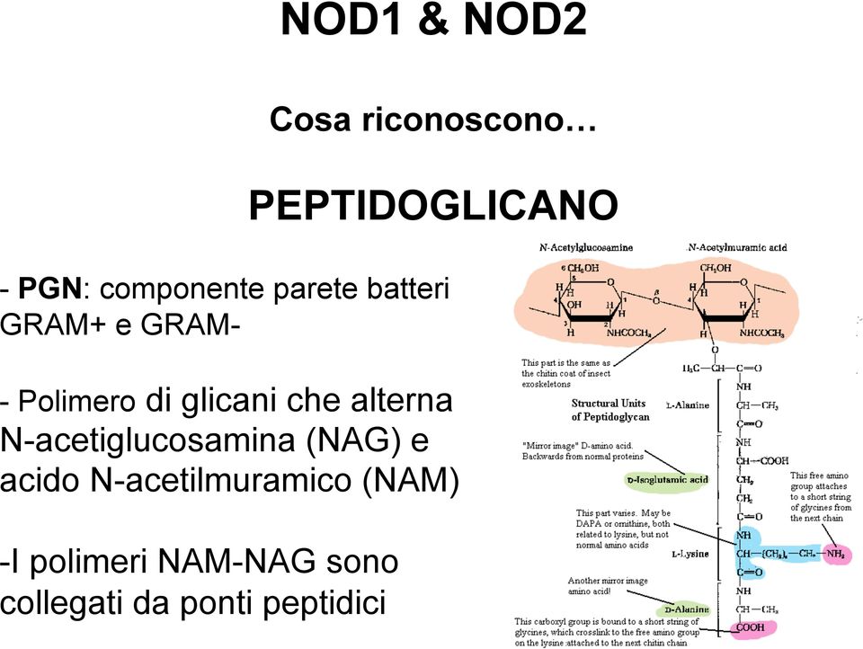 glicani che alterna N-acetiglucosamina (NAG) e acido