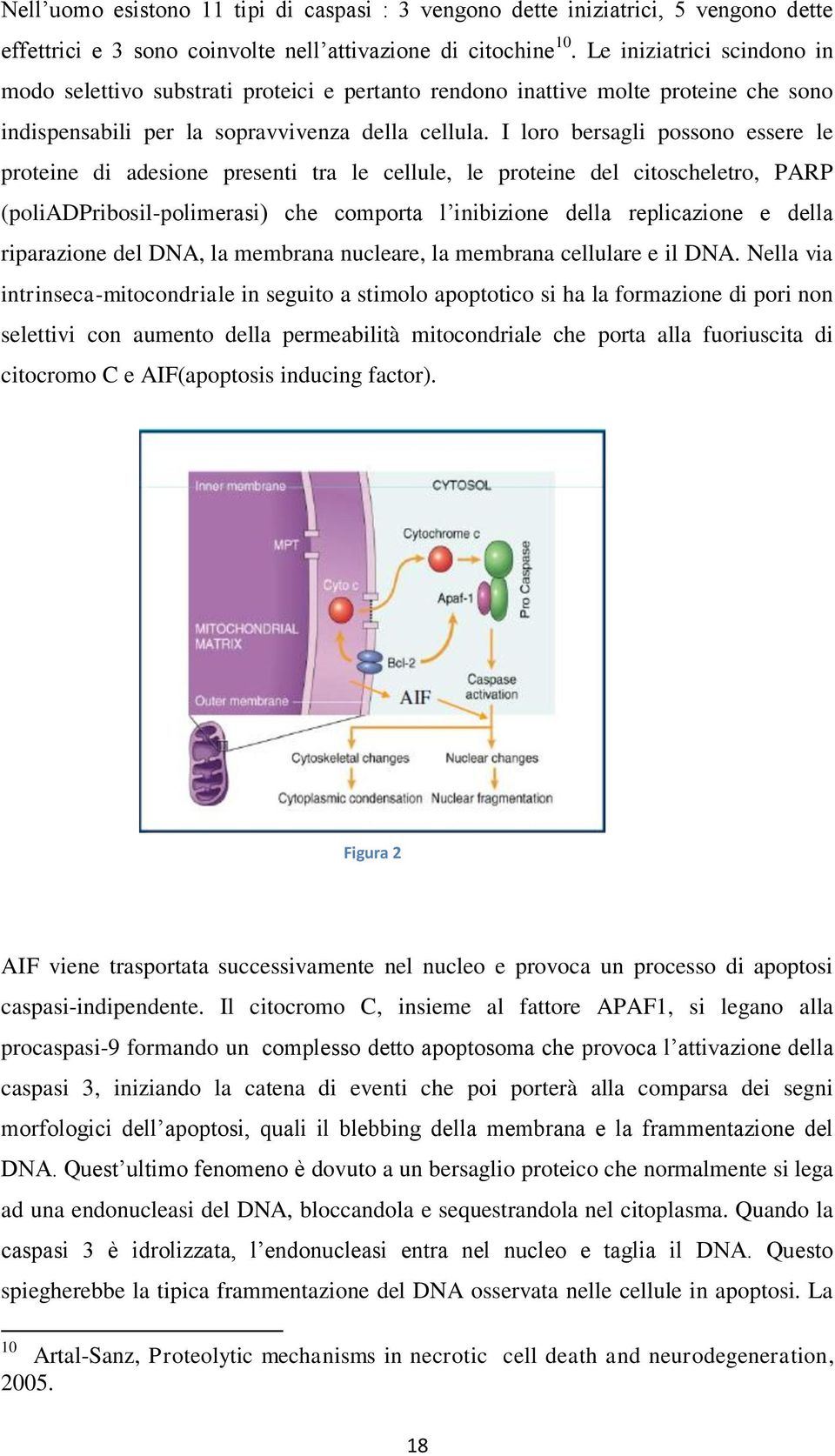 I loro bersagli possono essere le proteine di adesione presenti tra le cellule, le proteine del citoscheletro, PARP (poliadpribosil-polimerasi) che comporta l inibizione della replicazione e della