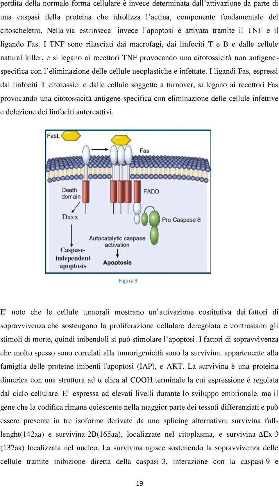 I TNF sono rilasciati dai macrofagi, dai linfociti T e B e dalle cellule natural killer, e si legano ai recettori TNF provocando una citotossicità non antigenespecifica con l eliminazione delle