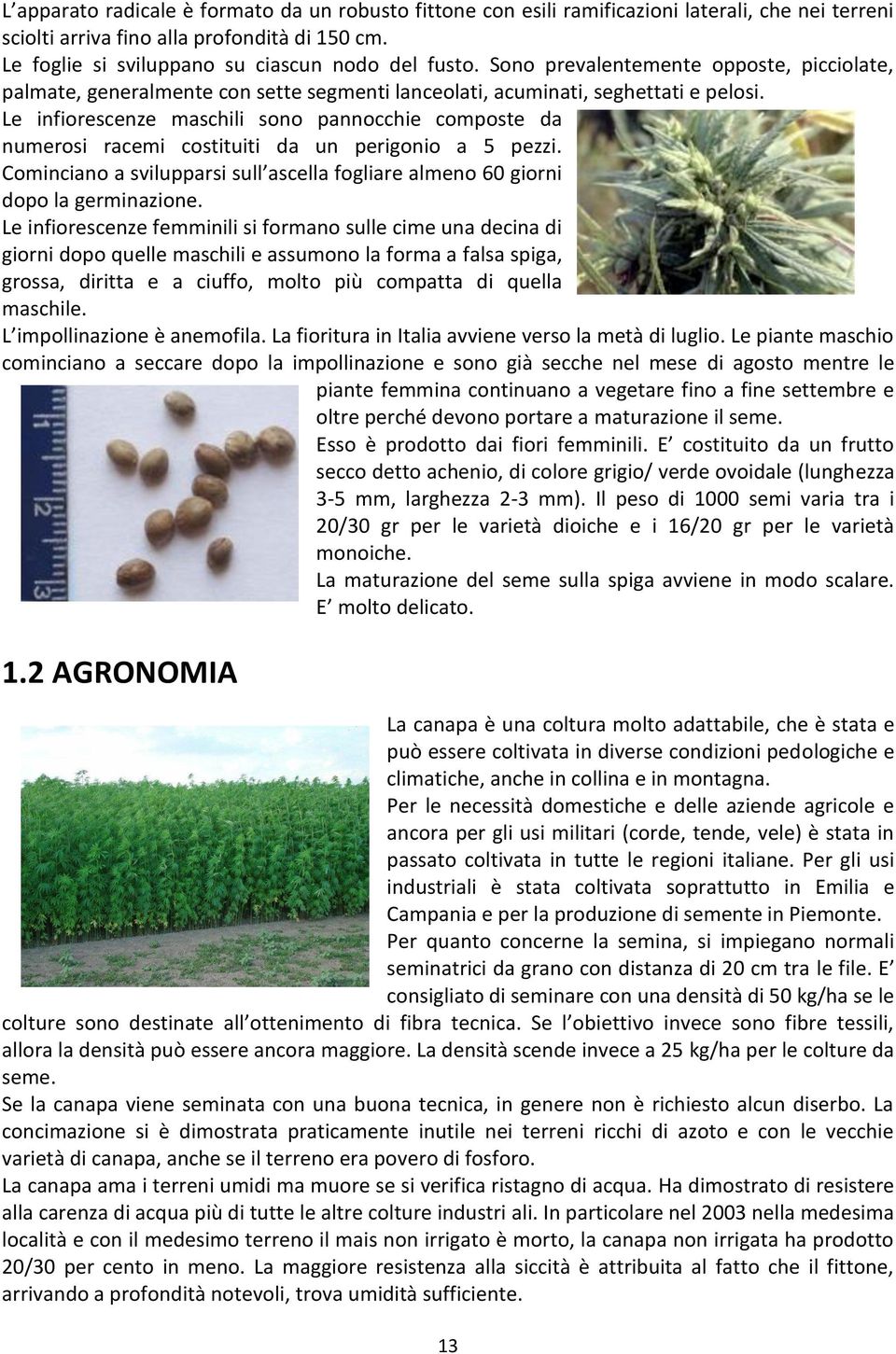 Le infiorescenze maschili sono pannocchie composte da numerosi racemi costituiti da un perigonio a 5 pezzi. Cominciano a svilupparsi sull ascella fogliare almeno 60 giorni dopo la germinazione.