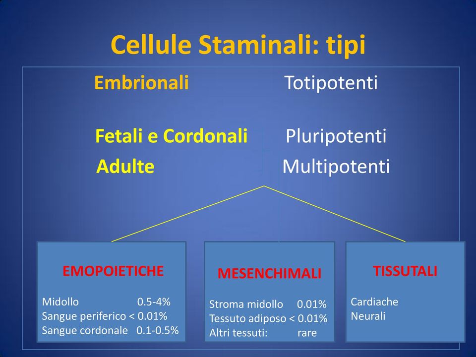 1-0.5% MESENCHIMALI Stroma midollo 0.