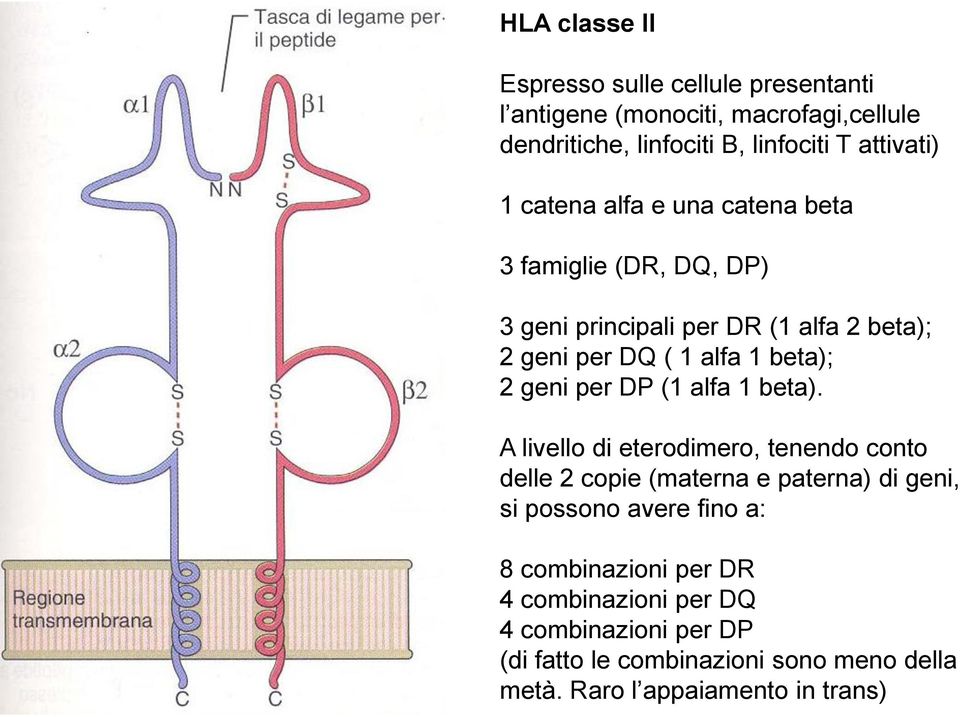 per DP (1 alfa 1 beta).