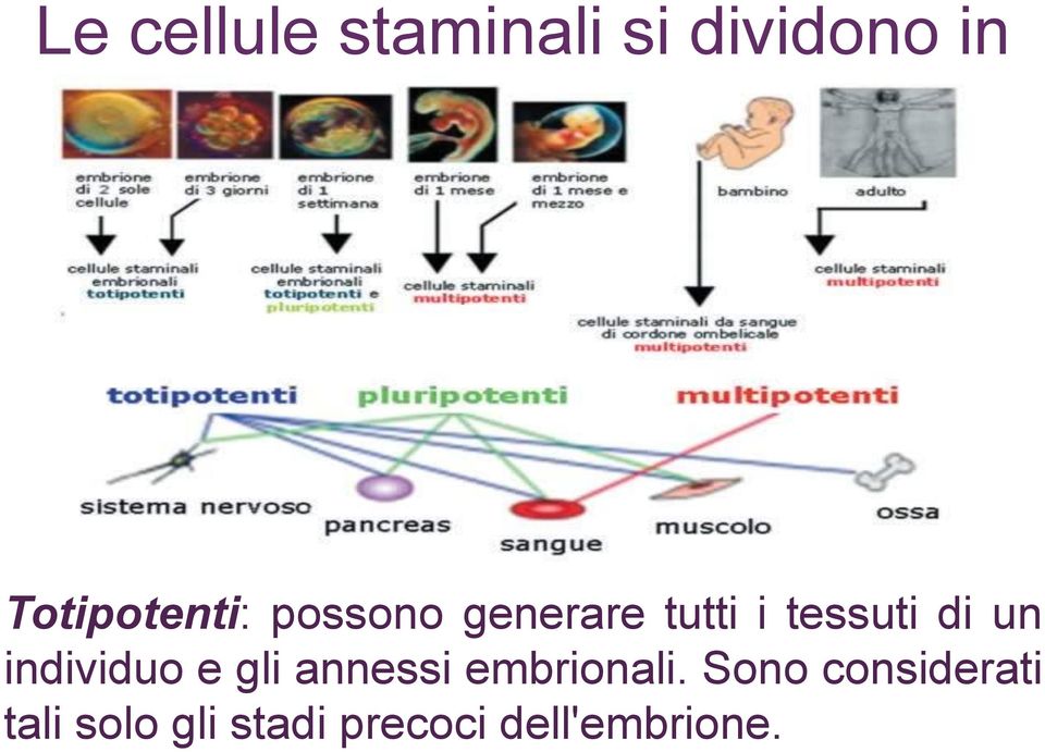 di un individuo e gli annessi embrionali.