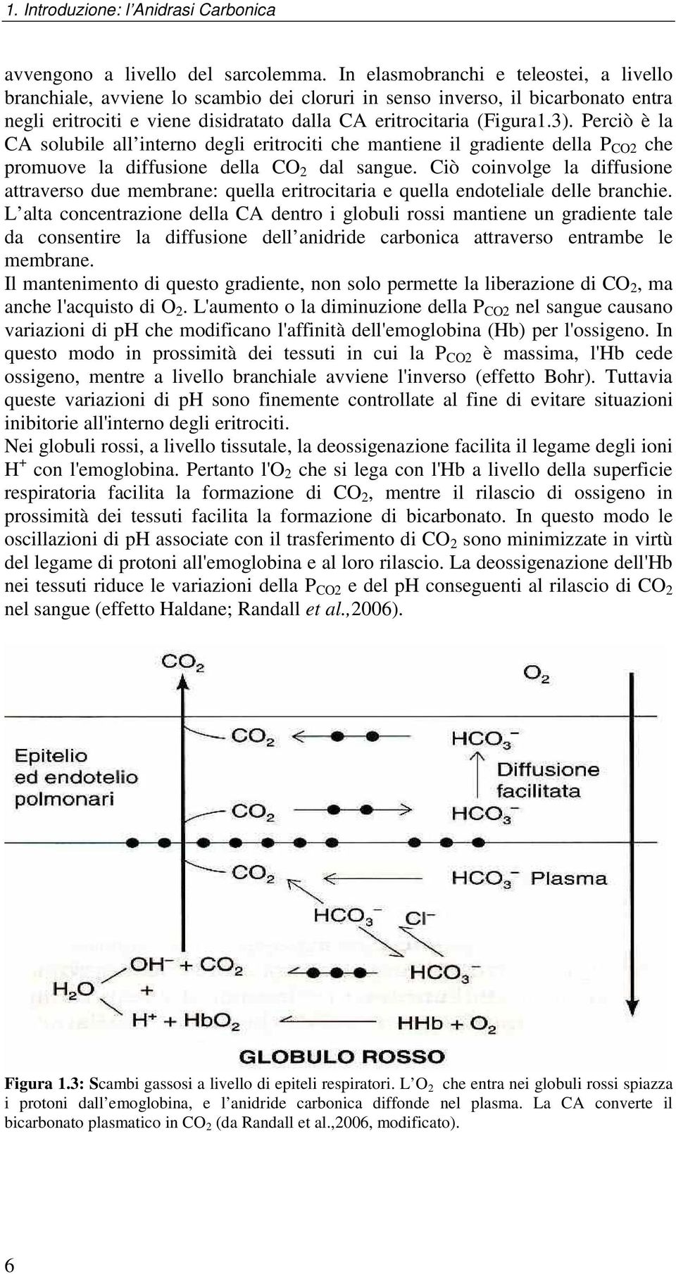 Perciò è la CA solubile all interno degli eritrociti che mantiene il gradiente della P CO2 che promuove la diffusione della CO 2 dal sangue.