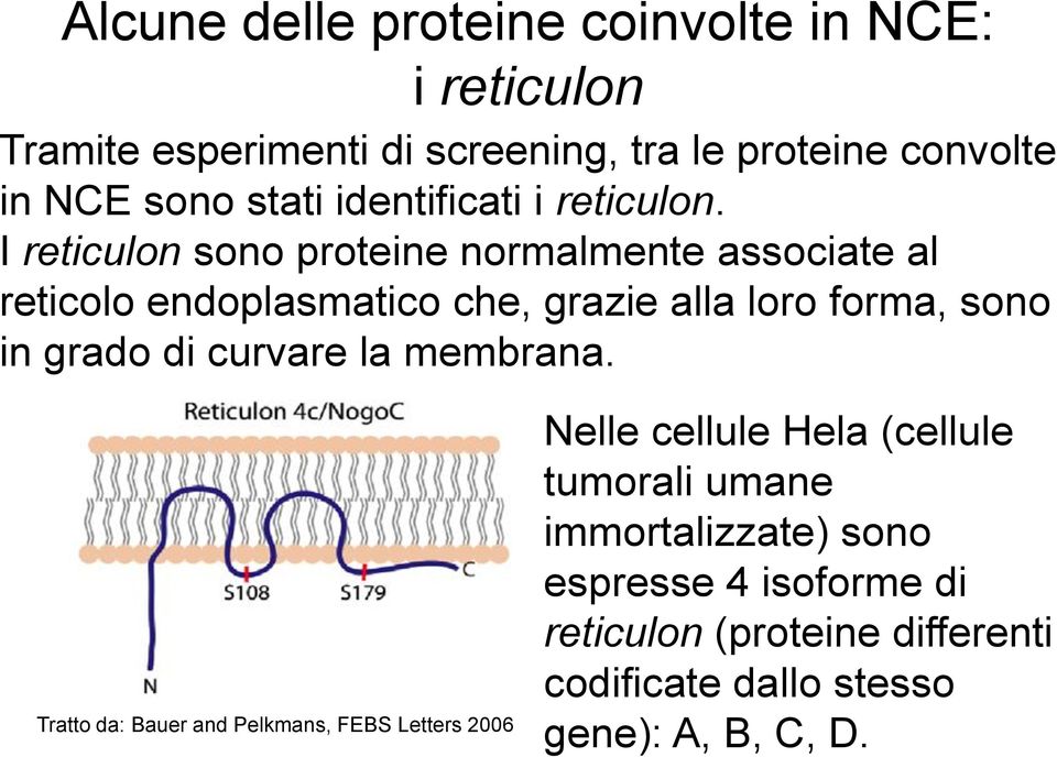 I reticulon sono proteine normalmente associate al reticolo endoplasmatico che, grazie alla loro forma, sono in grado di