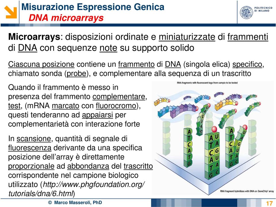 fluorocromo), questi tenderanno ad appaiarsi per complementarietà con interazione forte In scansione, quantità di segnale di fluorescenza derivante da una specifica posizione dell