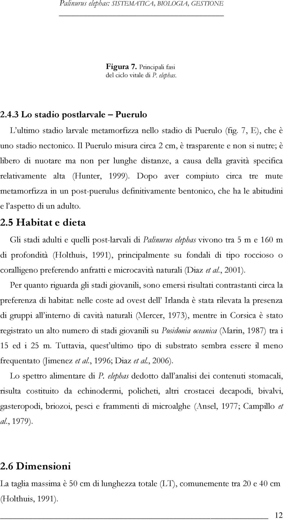 Il Puerulo misura circa 2 cm, è trasparente e non si nutre; è libero di nuotare ma non per lunghe distanze, a causa della gravità specifica relativamente alta (Hunter, 1999).