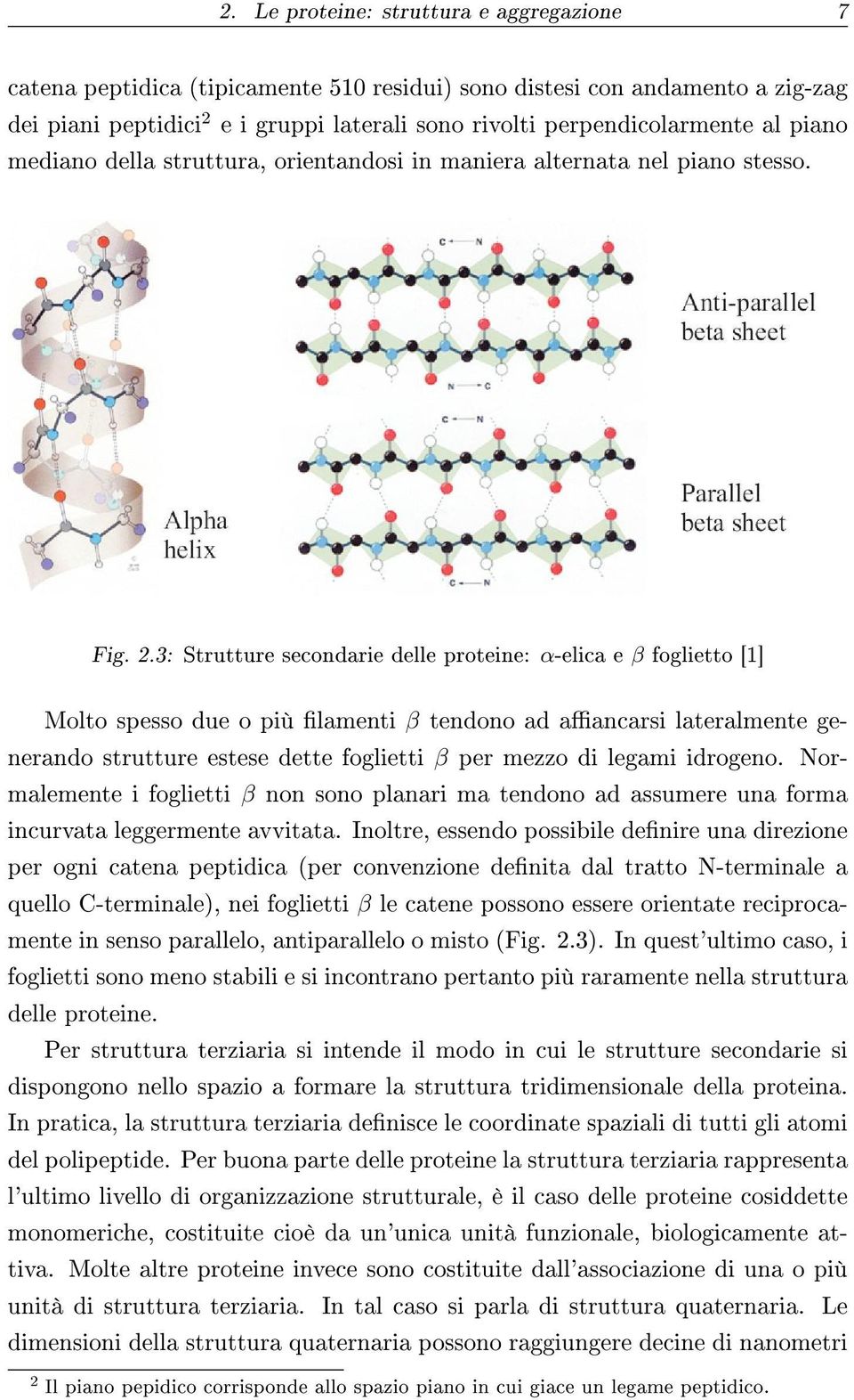 3: Strutture secondarie delle proteine: α-elica e β foglietto [1] Molto spesso due o più lamenti β tendono ad aancarsi lateralmente generando strutture estese dette foglietti β per mezzo di legami