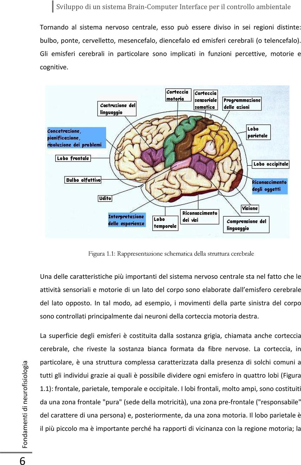 1: Rappresentazione schematica della struttura cerebrale Una delle caratteristiche più importanti del sistema nervoso centrale sta nel fatto che le attività sensoriali e motorie di un lato del corpo