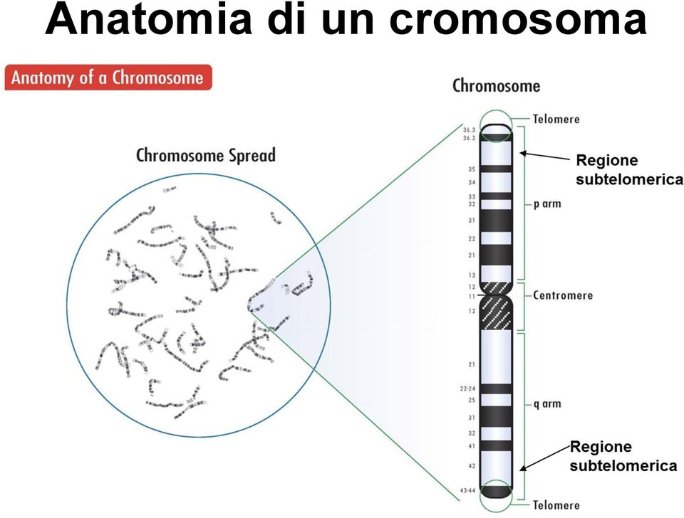 cromosoma