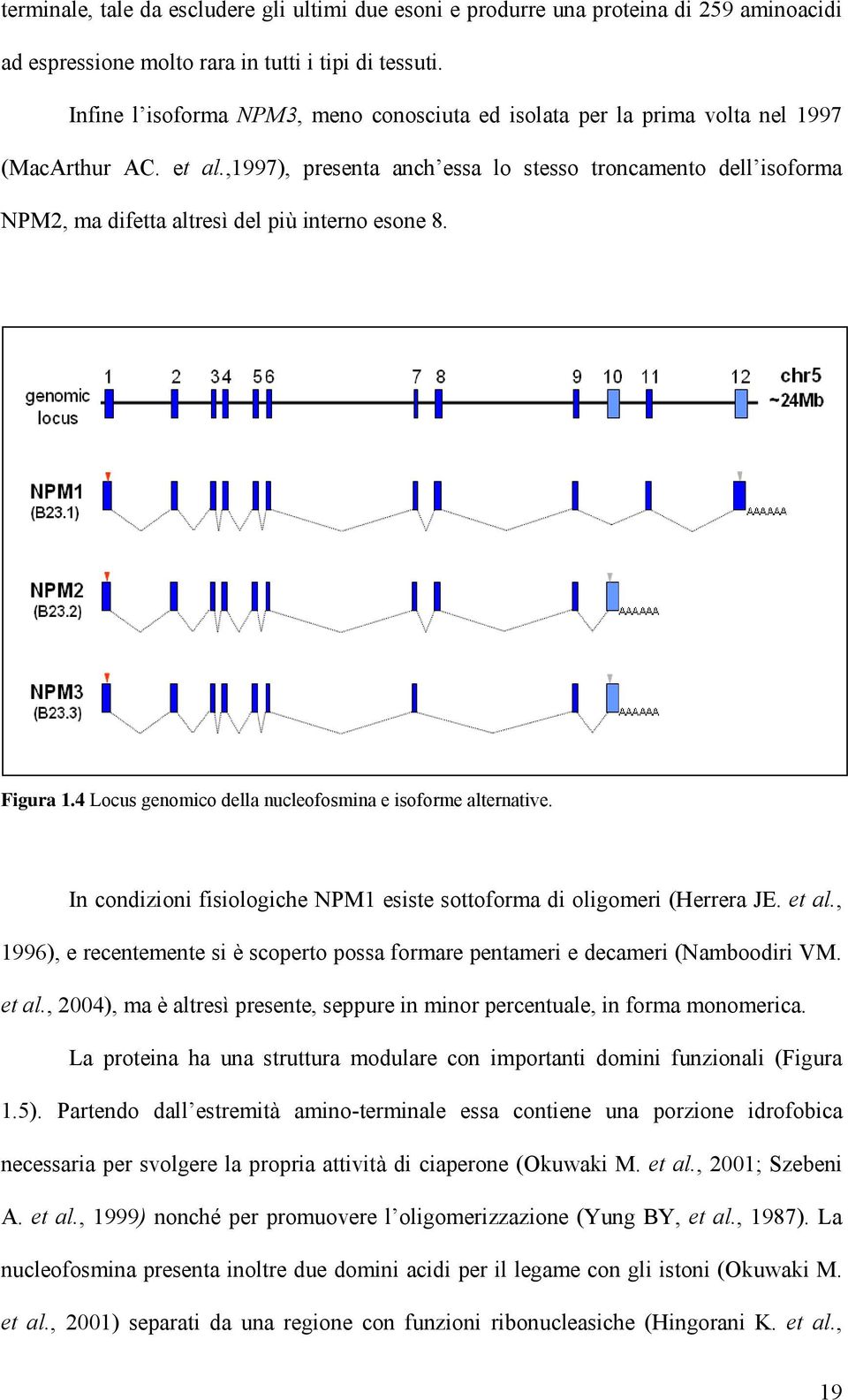 ,1997), presenta anch essa lo stesso troncamento dell isoforma NPM2, ma difetta altresì del più interno esone 8. Figura 1.4 Locus genomico della nucleofosmina e isoforme alternative.