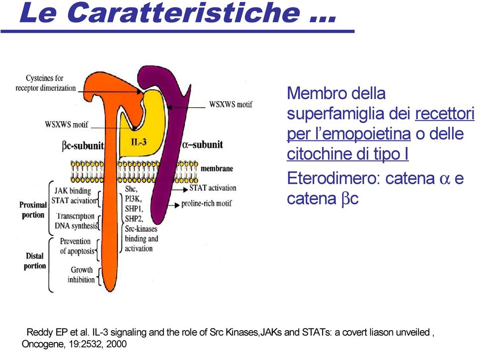 catena βc Reddy EP et al.