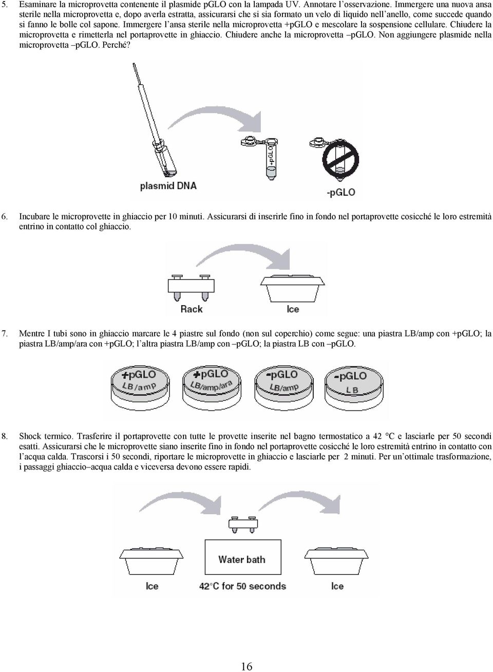 Immergere l ansa sterile nella microprovetta +pglo e mescolare la sospensione cellulare. Chiudere la microprovetta e rimetterla nel portaprovette in ghiaccio. Chiudere anche la microprovetta pglo.