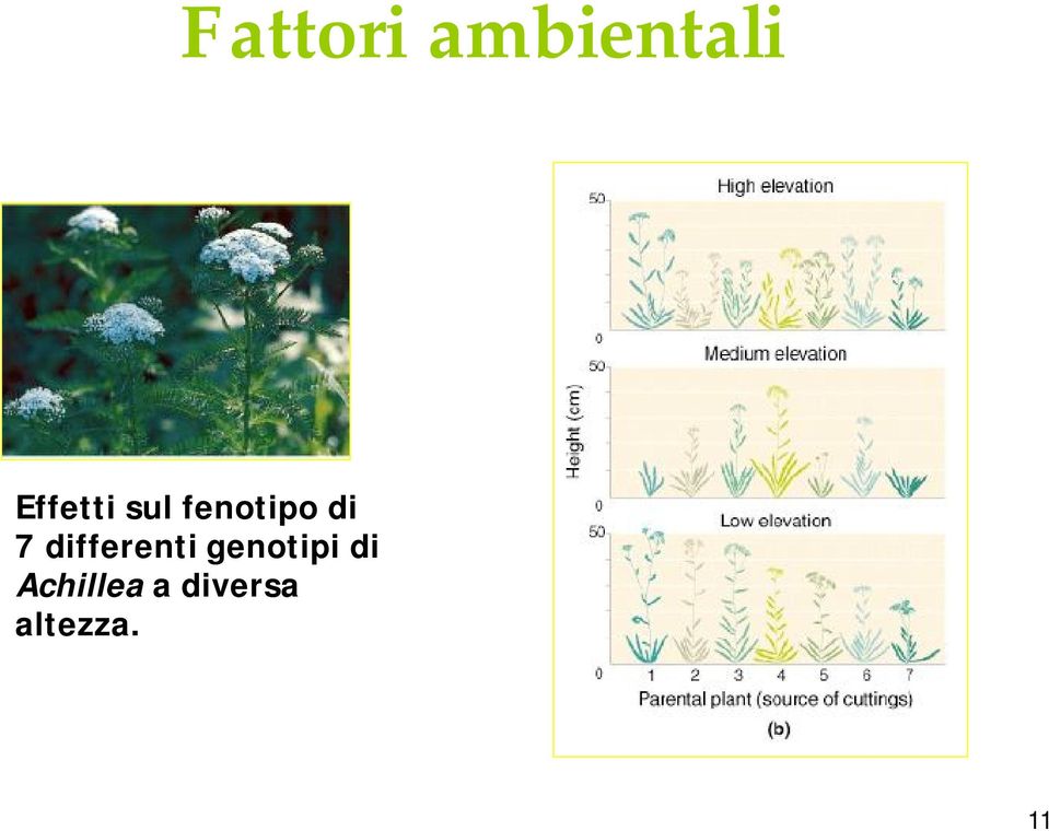 7 differenti genotipi di