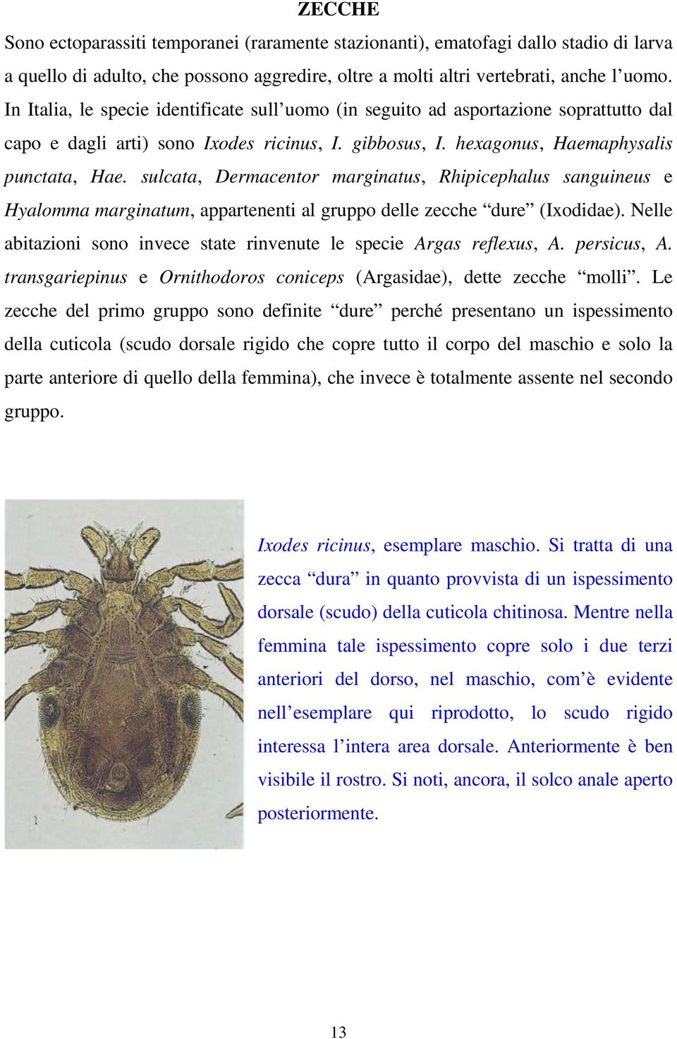 sulcata, Dermacentor marginatus, Rhipicephalus sanguineus e Hyalomma marginatum, appartenenti al gruppo delle zecche dure (Ixodidae).