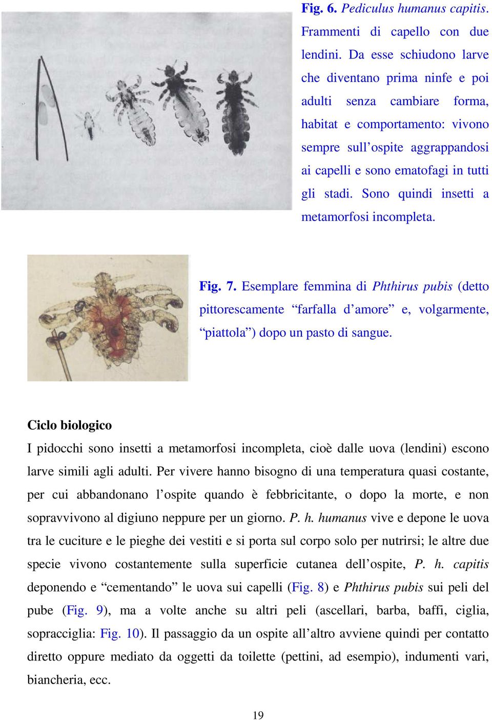 Sono quindi insetti a metamorfosi incompleta. Fig. 7. Esemplare femmina di Phthirus pubis (detto pittorescamente farfalla d amore e, volgarmente, piattola ) dopo un pasto di sangue.