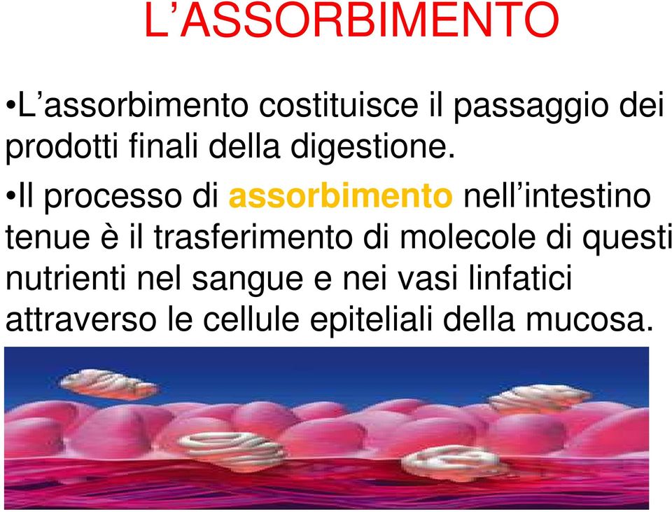 Il processo di assorbimento nell intestino tenue è il trasferimento