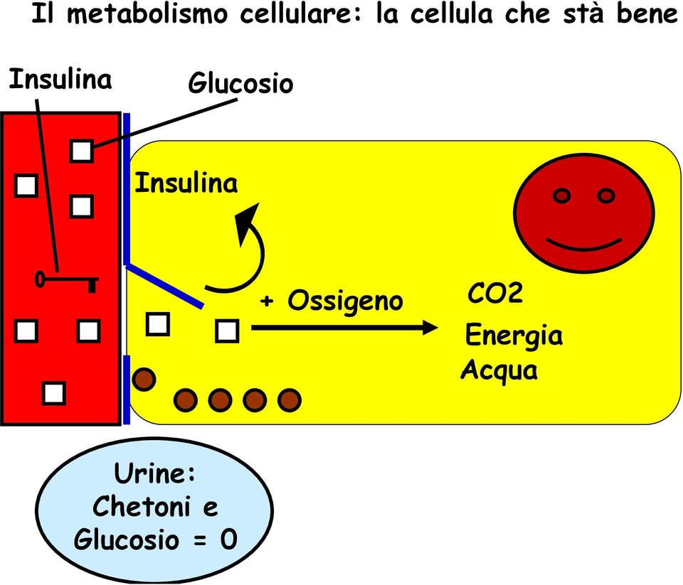 Glucosio Insulina + Ossigeno CO2
