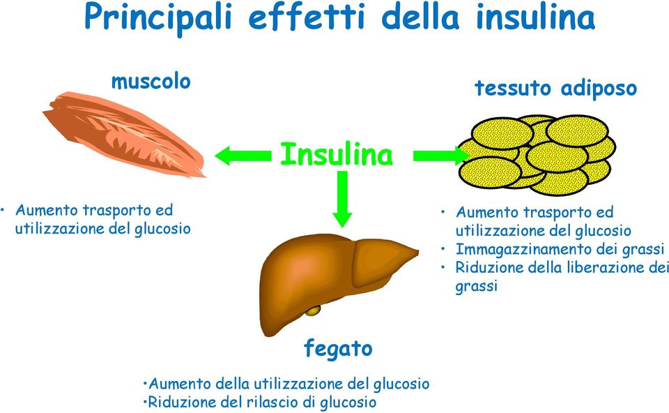 del glucosio Immagazzinamento dei grassi Riduzione della liberazione dei