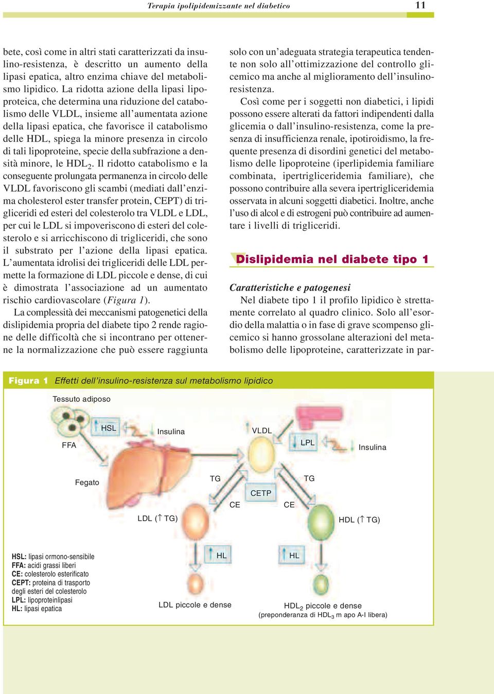 La ridotta azione della lipasi lipoproteica, che determina una riduzione del catabolismo delle VLDL, insieme all aumentata azione della lipasi epatica, che favorisce il catabolismo delle HDL, spiega