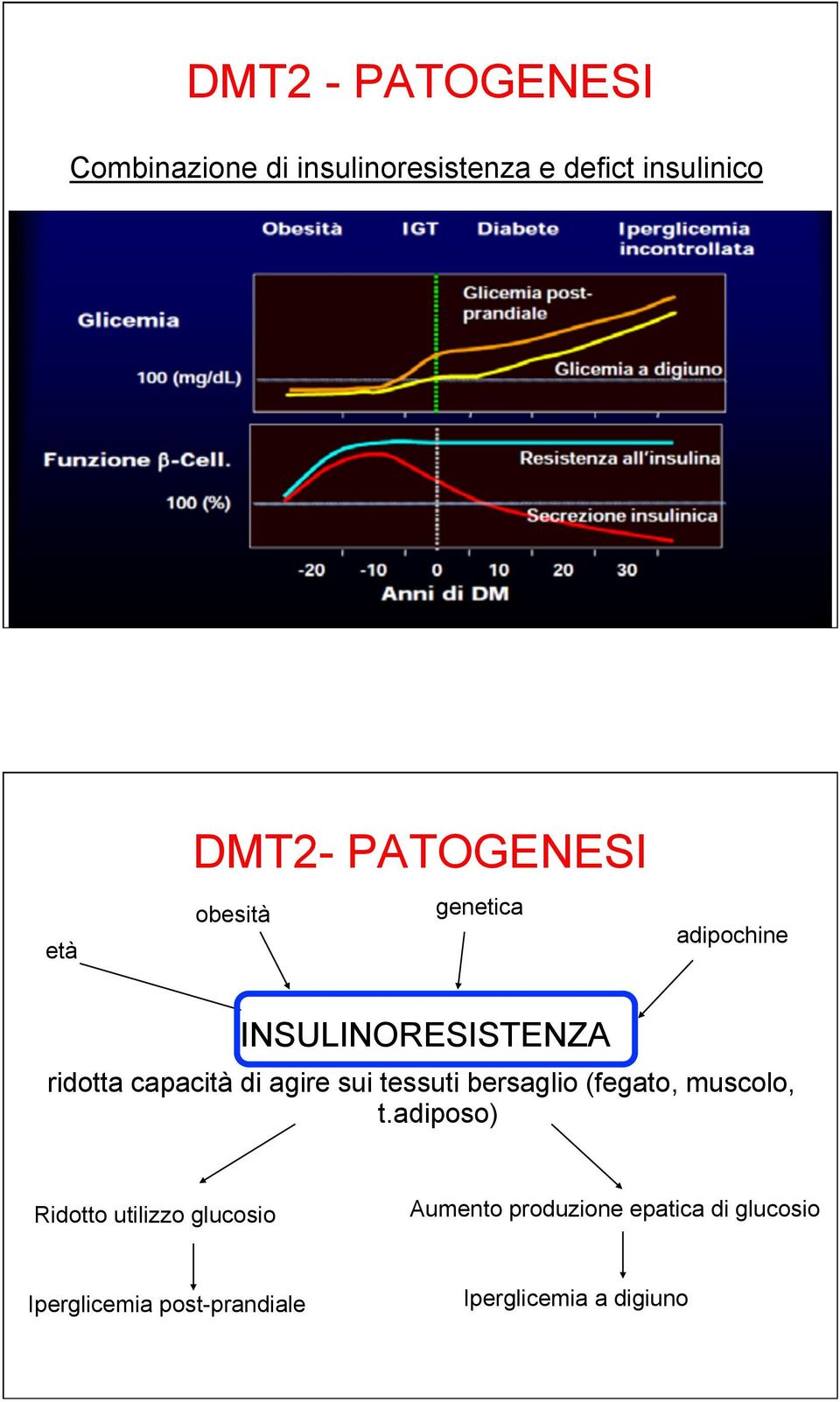 sui tessuti bersaglio (fegato, muscolo, t.