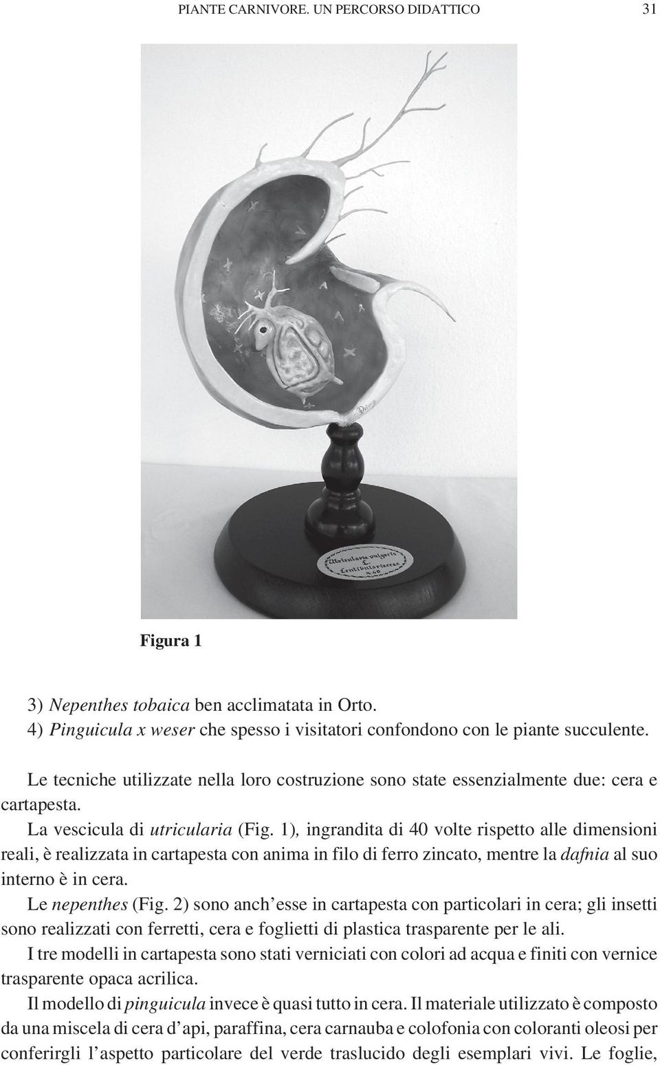 1), ingrandita di 40 volte rispetto alle dimensioni reali, è realizzata in cartapesta con anima in filo di ferro zincato, mentre la dafnia al suo interno è in cera. Le nepenthes (Fig.