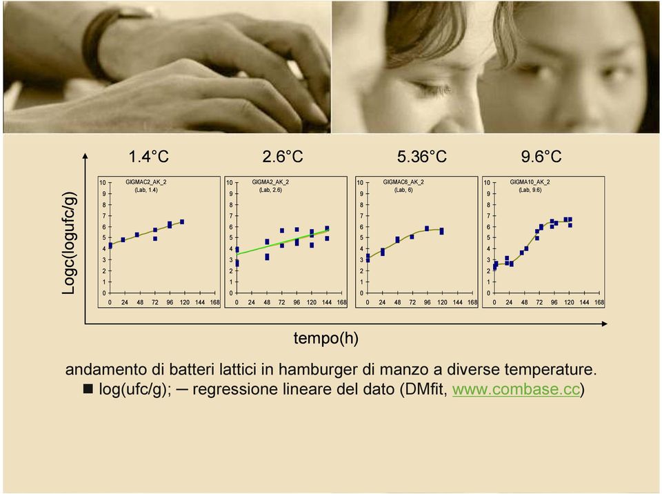 ) tempo(h) andamento di batteri lattici in hamburger di manzo