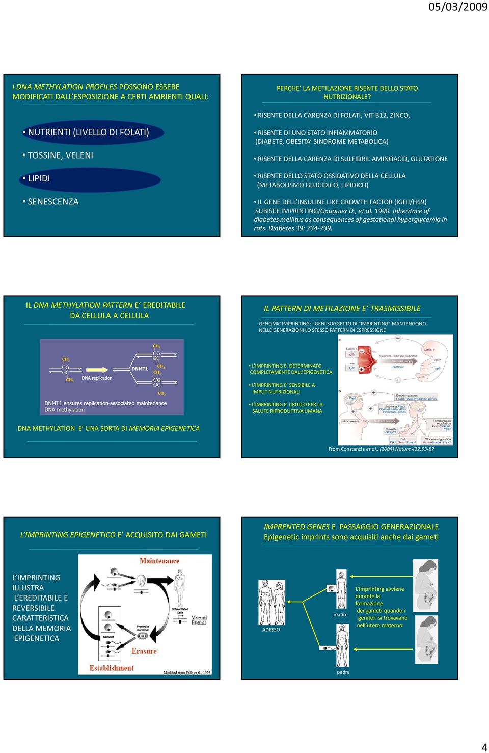 CARENZA DISULFIDRIL AMINOACID, GLUTATIONE RISENTE DELLO STATO OSSIDATIVO DELLA CELLULA (METABOLISMO GLUCIDICO, LIPIDICO) IL GENE DELL INSULINE LIKE GROWTH FACTOR (IGFII/H19) SUBISCE