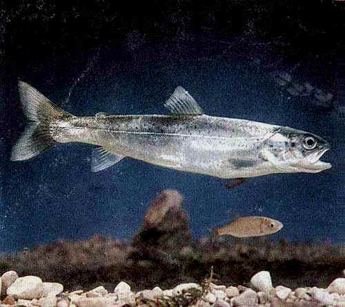 SPECIE ENDEMICHE DELLA REGIONE PADANA Carpione Salmo carpio (Linnaeus,