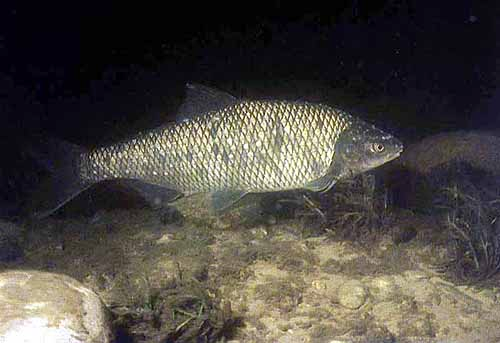 SPECIE ENDEMICHE DELLA REGIONE PADANA Pigo Rutilus pigus