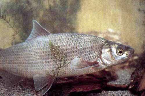 SPECIE ENDEMICHE DELLA REGIONE PADANA Savetta