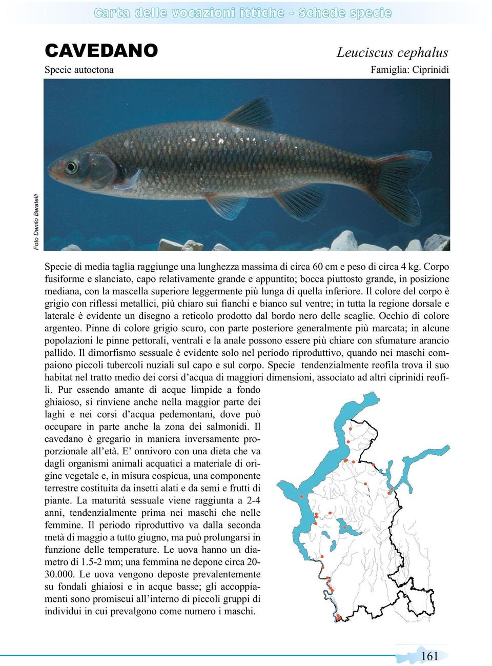 Il colore del corpo è grigio con riflessi metallici, più chiaro sui fianchi e bianco sul ventre; in tutta la regione dorsale e laterale è evidente un disegno a reticolo prodotto dal bordo nero delle