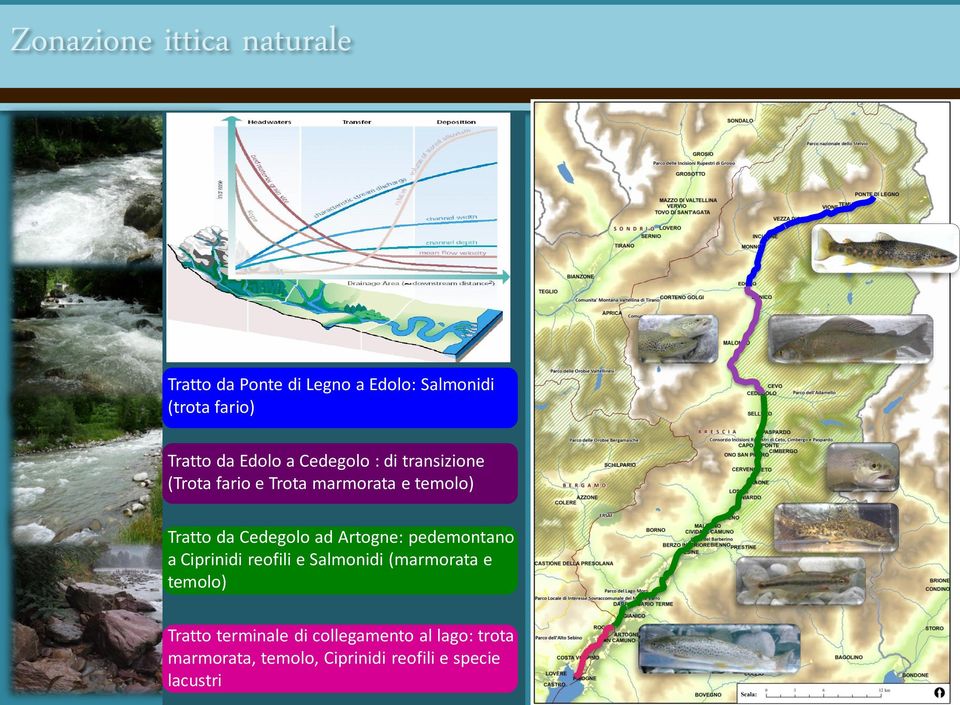 Cedegolo ad Artogne: pedemontano a Ciprinidi reofili e Salmonidi (marmorata e temolo)