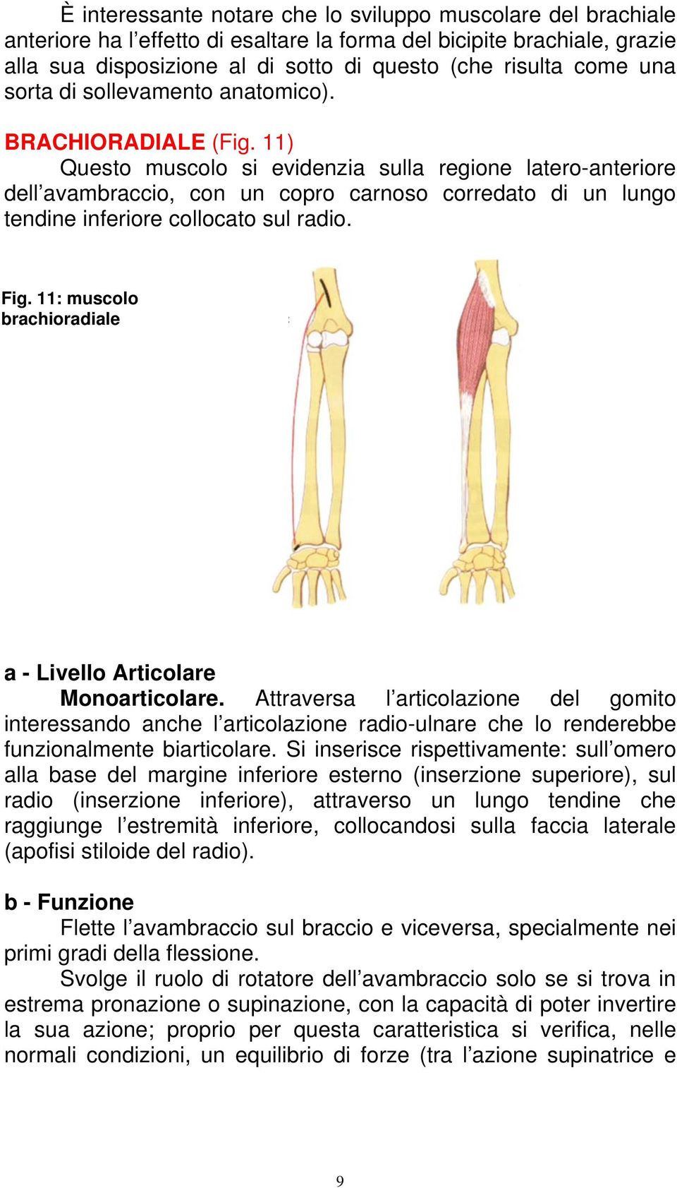 11) Questo muscolo si evidenzia sulla regione latero-anteriore dell avambraccio, con un copro carnoso corredato di un lungo tendine inferiore collocato sul radio. Fig.