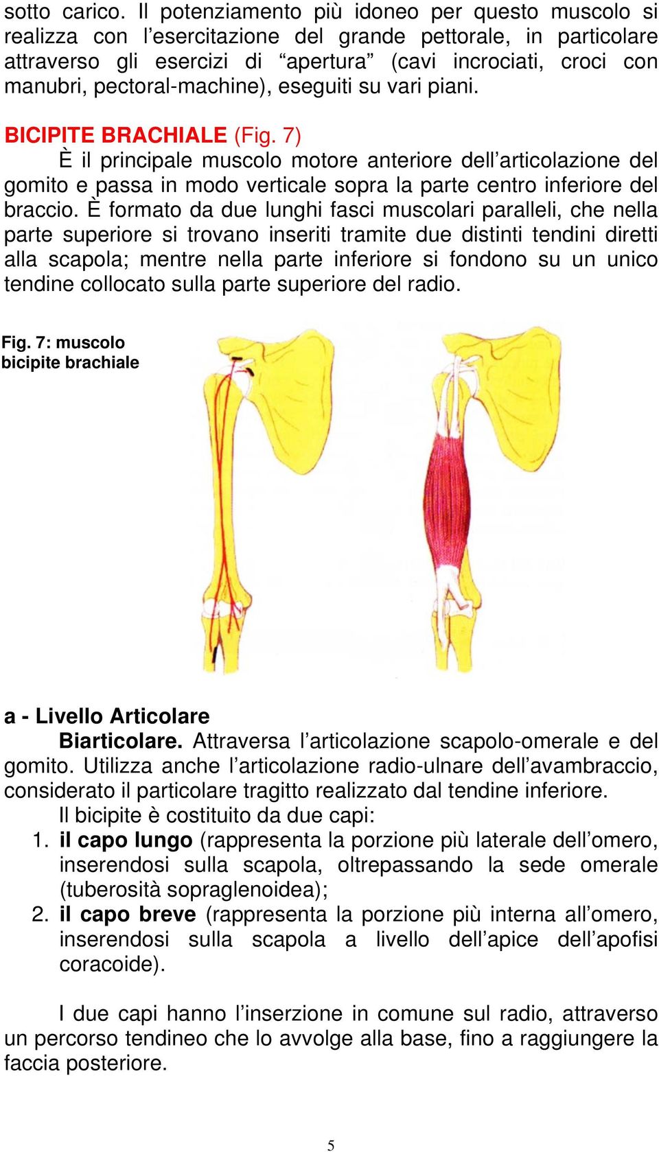 pectoral-machine), eseguiti su vari piani. BICIPITE BRACHIALE (Fig.