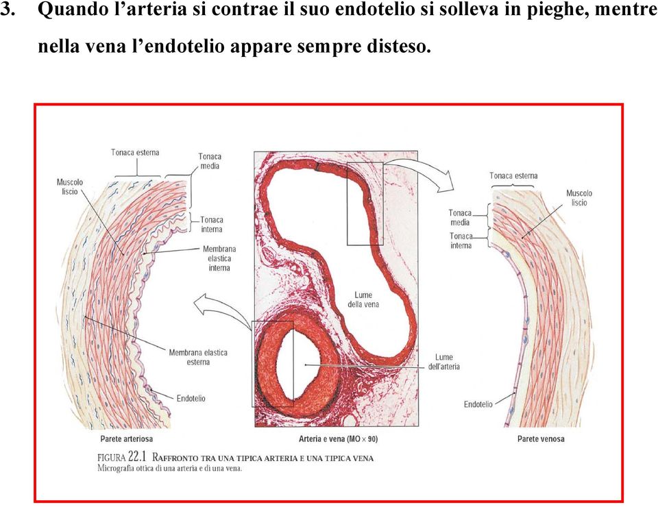 pieghe, mentre nella vena l