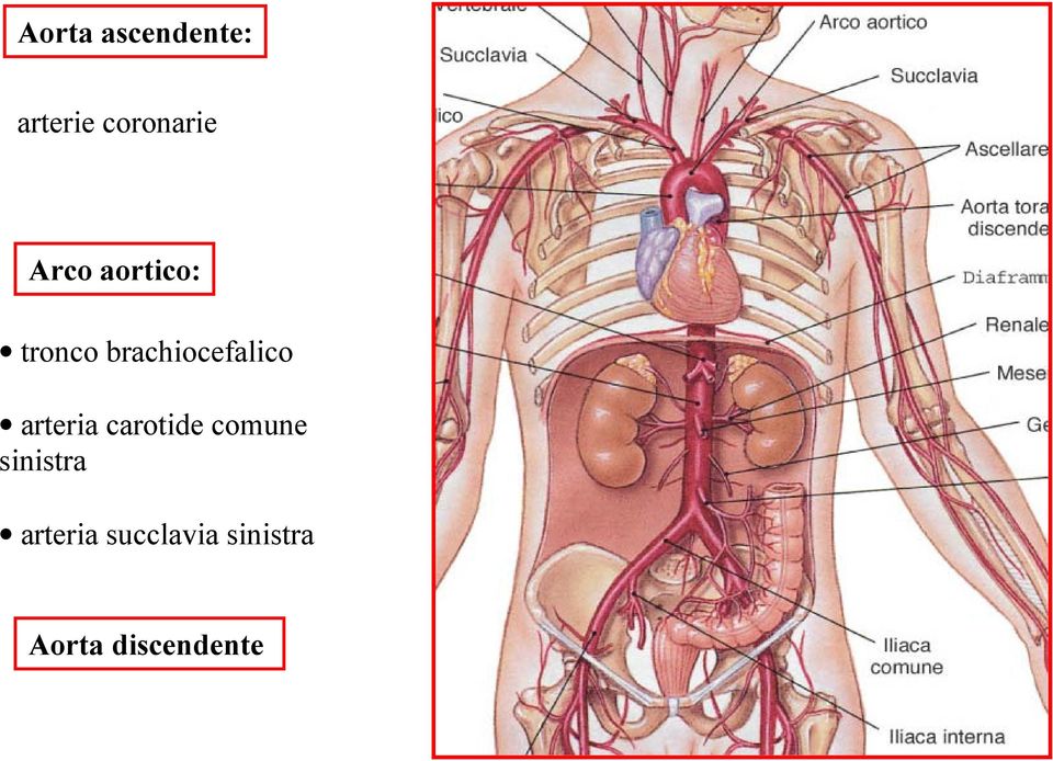 arteria carotide comune sinistra