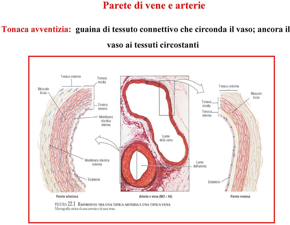 connettivo che circonda il vaso;