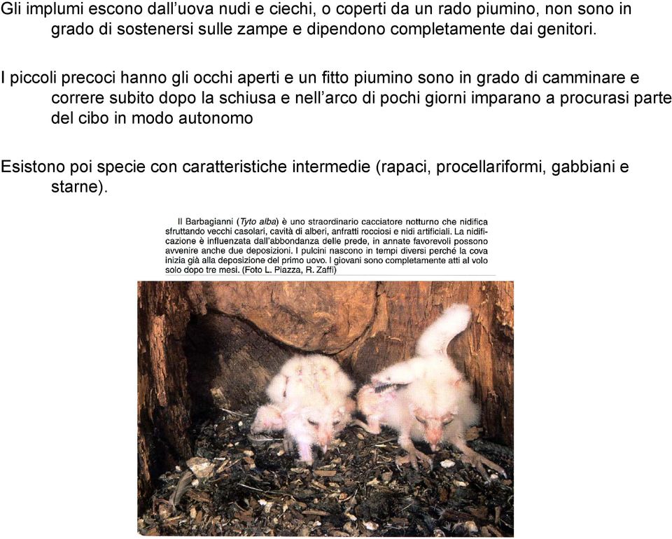 I piccoli precoci hanno gli occhi aperti e un fitto piumino sono in grado di camminare e correre subito dopo la