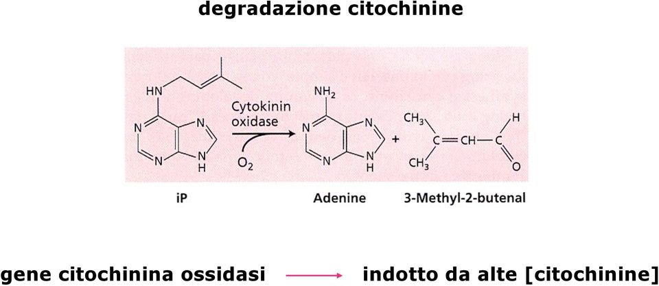 citochinina