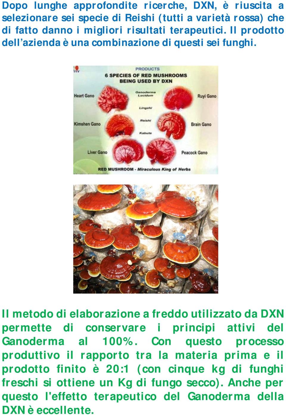 Il metodo di elaborazione a freddo utilizzato da DXN permette di conservare i principi attivi del Ganoderma al 100%.