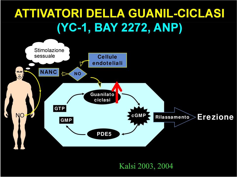 Cellule endoteliali Guanilato ciclasi NO GTP