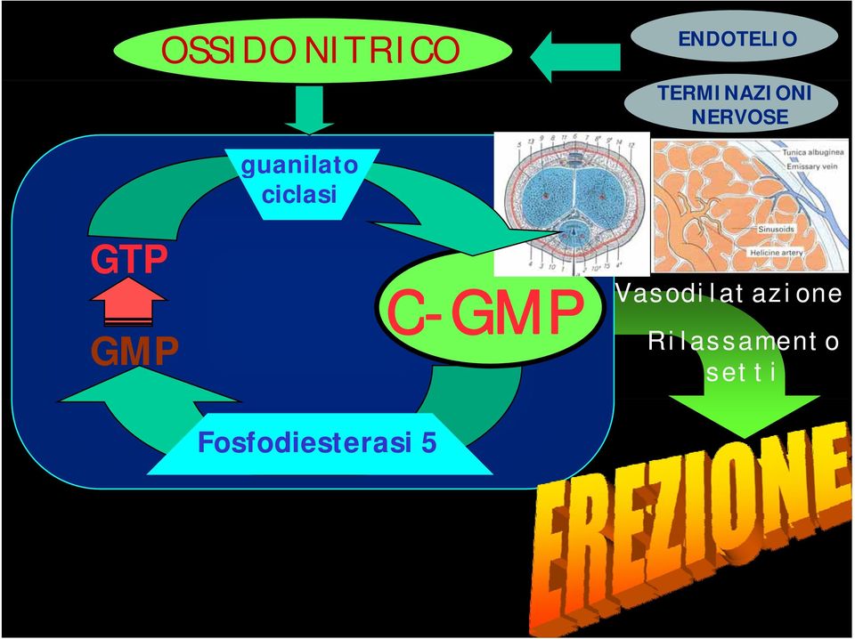 ciclasi GTP GMP Fosfodiesterasi