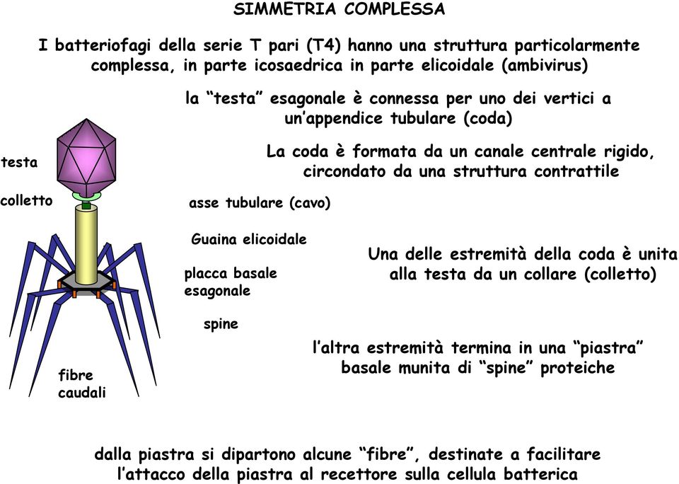 struttura contrattile fibre caudali Guaina elicoidale placca basale esagonale spine Una delle estremità della coda è unita alla testa da un collare (colletto) l altra